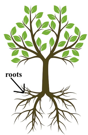 Powerplay Edu Lab - Roots