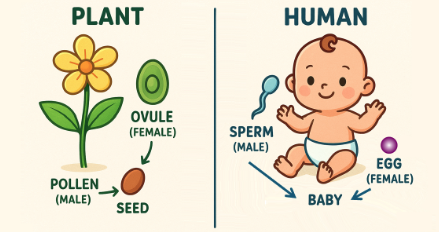Primary 5 - Similarity between human and plant