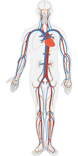 Circulatory System