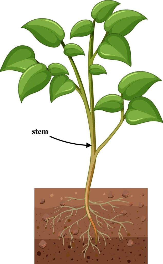 Powerplay Edu Lab - Stem