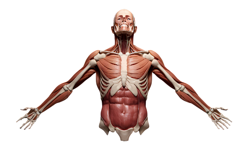 Muscular System