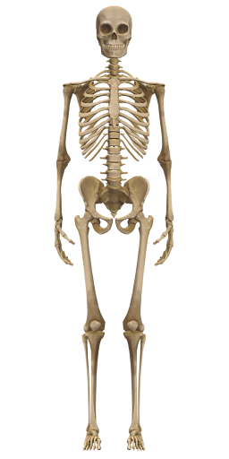 Skeletal System
